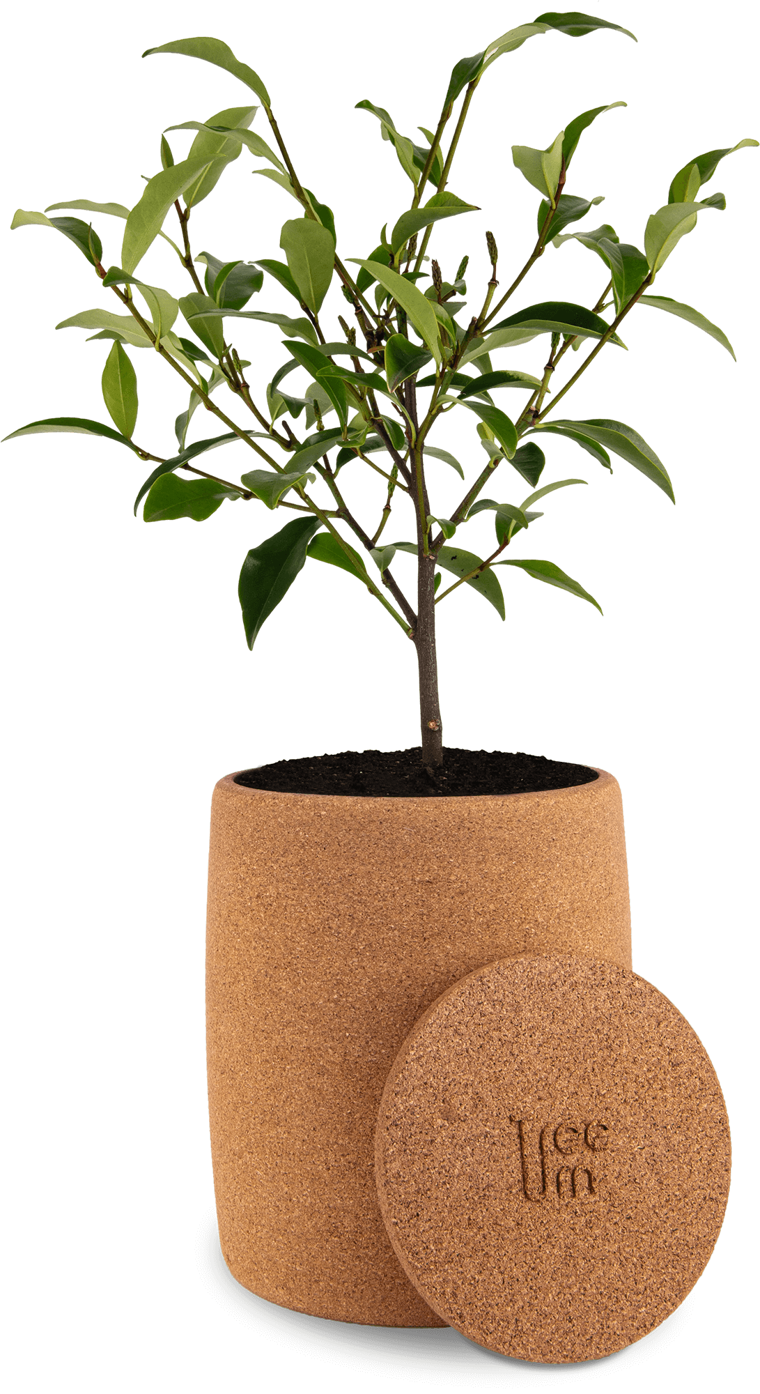 Tree Urn