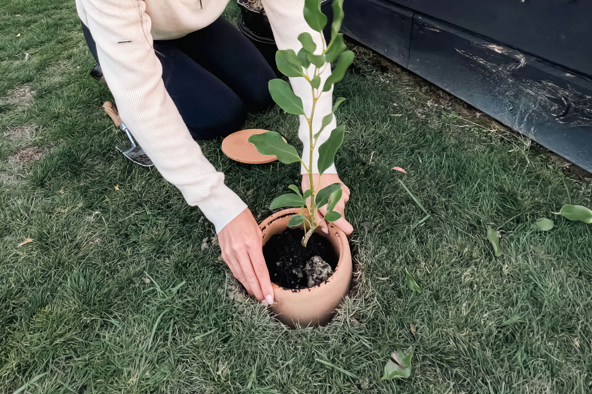Tree Urn - Plant